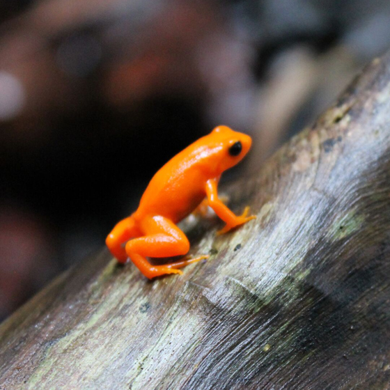 Golden Mantella Frog 5