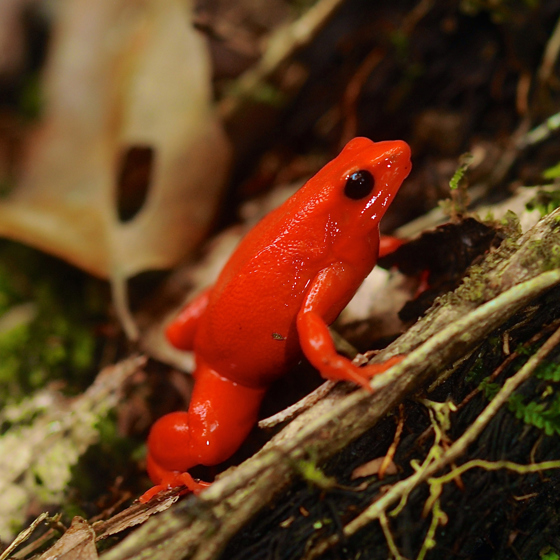 Golden Mantella Frog 6
