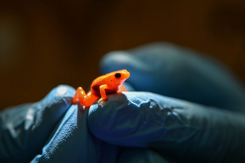 Golden Mantella Frog