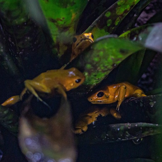 Golden Poison Dart Frog 2