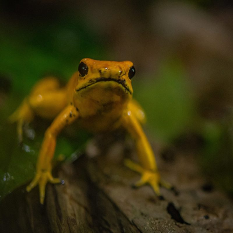Golden poison dart frog at Chester Zoo