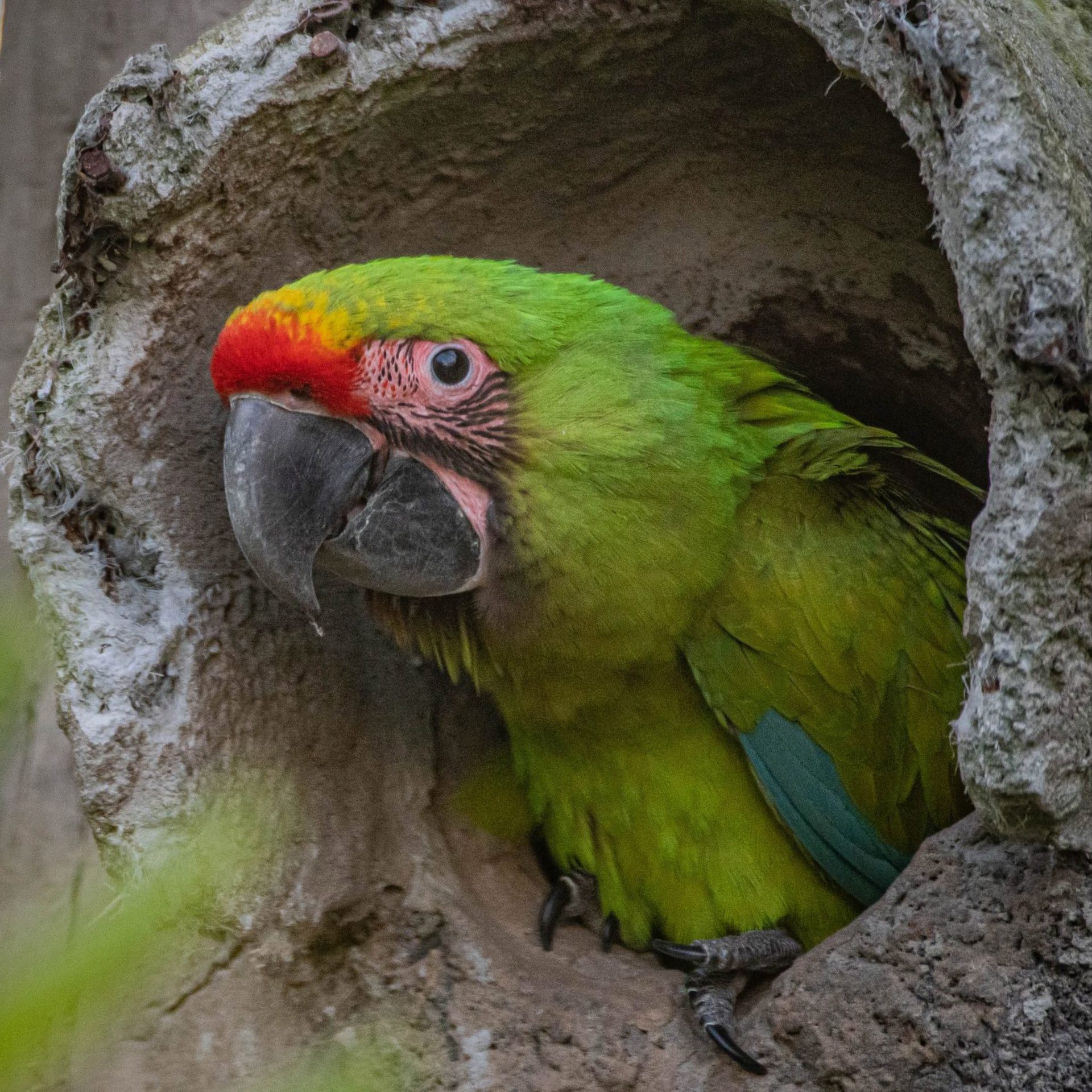 Great Green Macaw 4