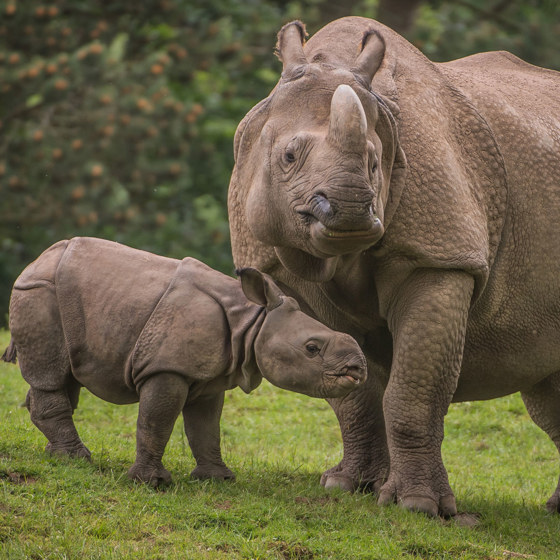 Greater One Horned Rhino 3
