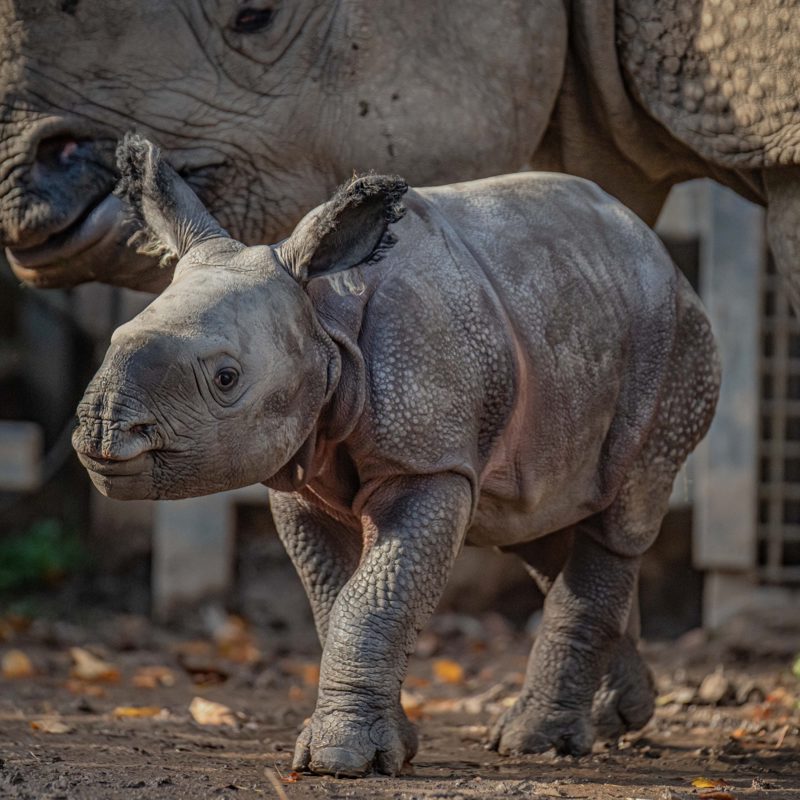 Greater one-horned rhino baby at Chester Zoo