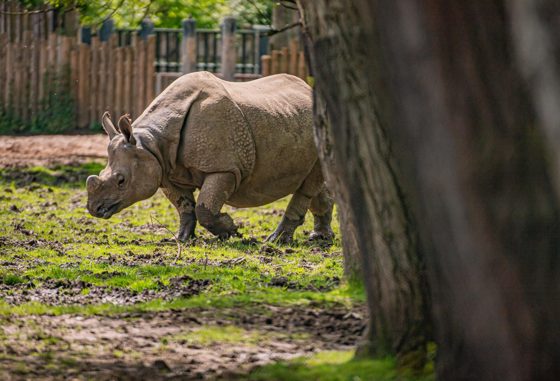 Greater One Horned Rhino 4