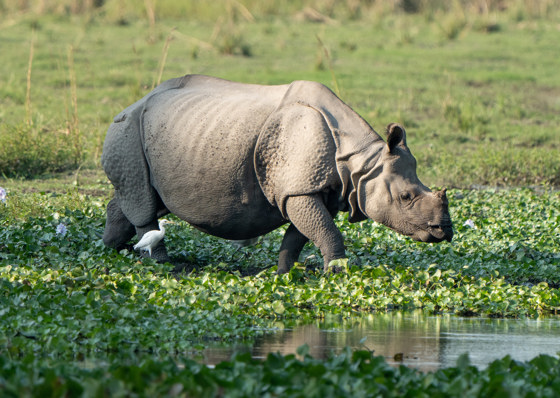 Greater One Horned Rhino 6
