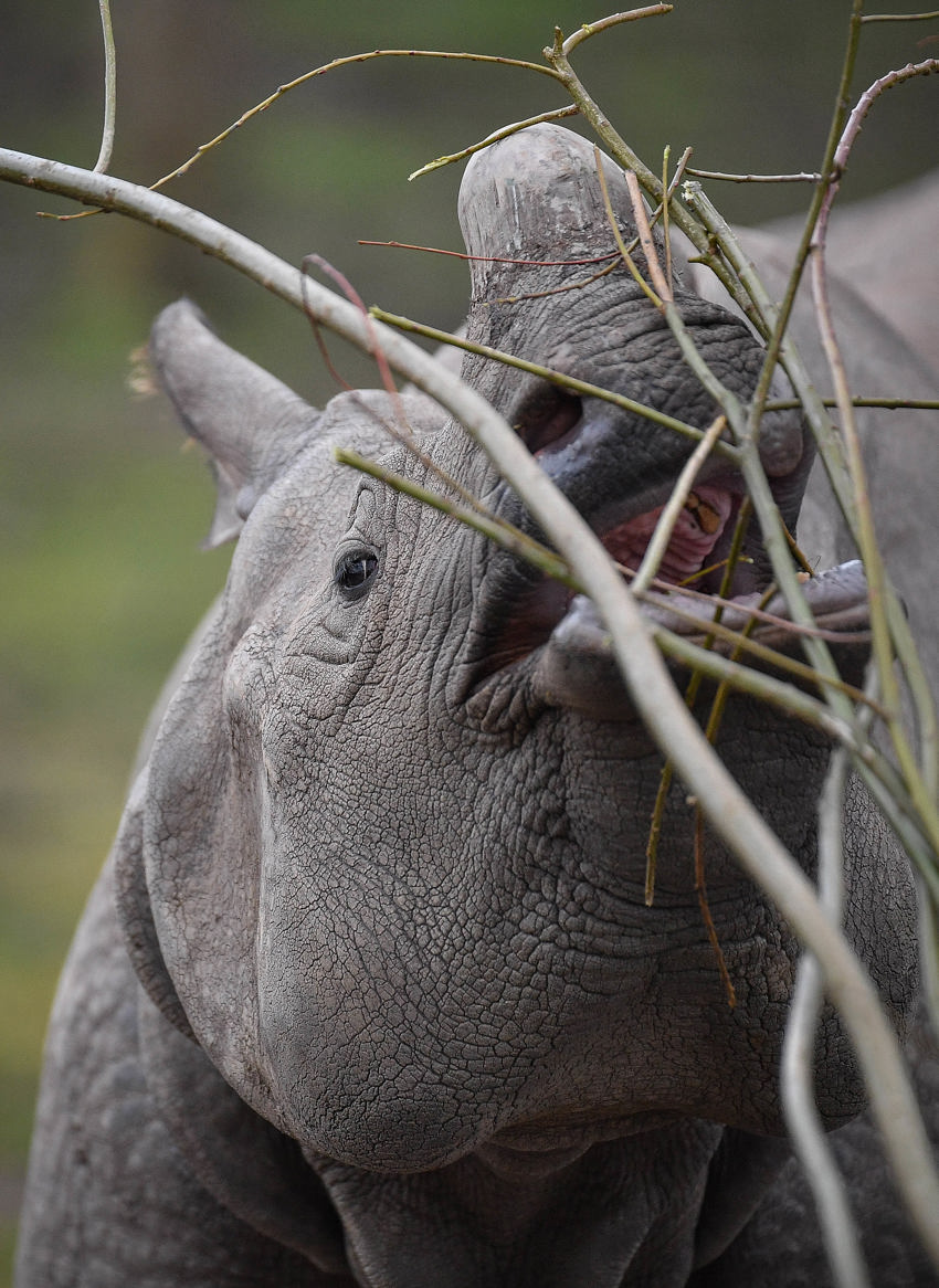 Greater One Horned Rhino Beni (5)