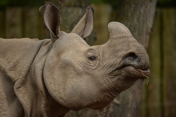 Greater One Horned Rhino