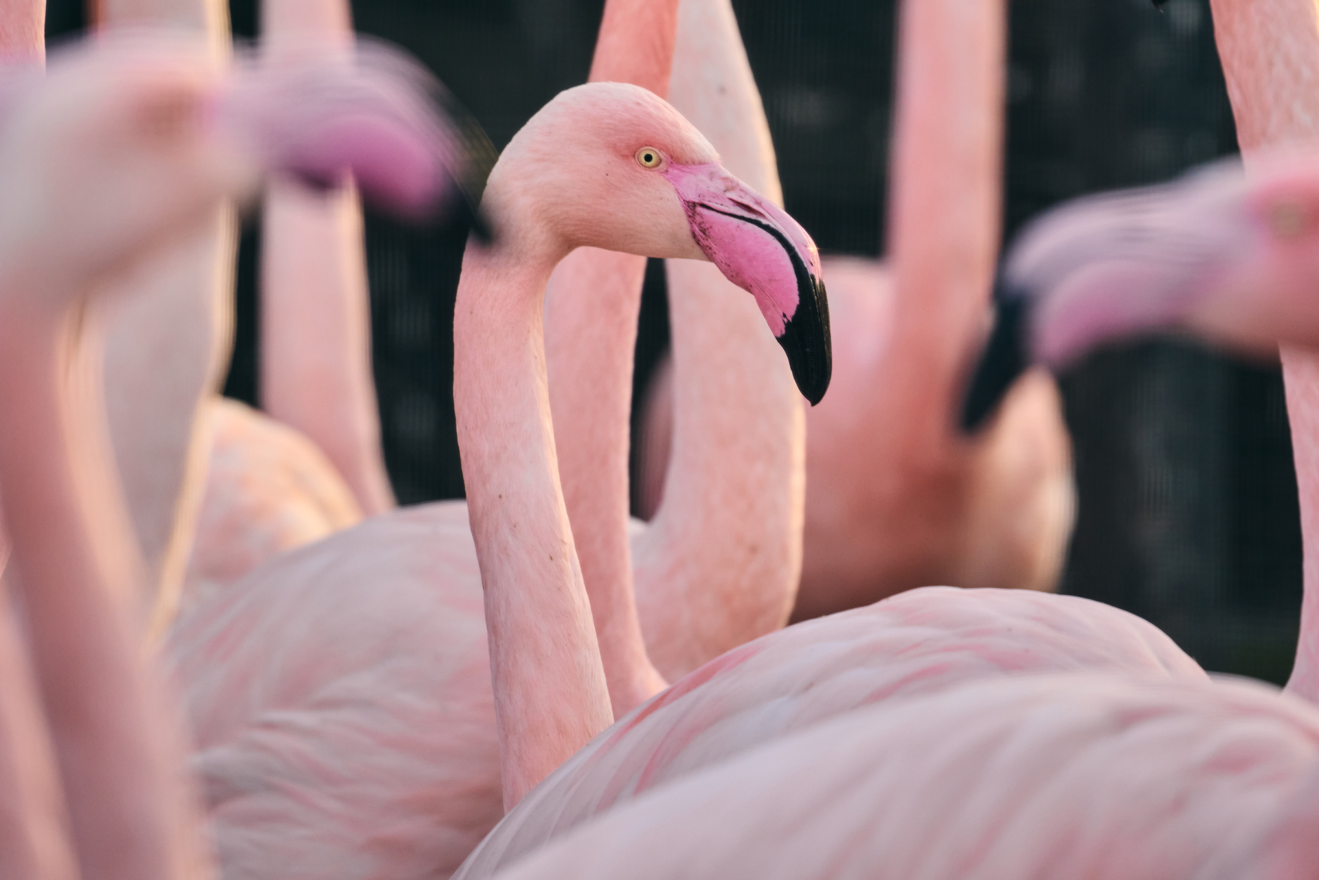 Greater Flamingo 001