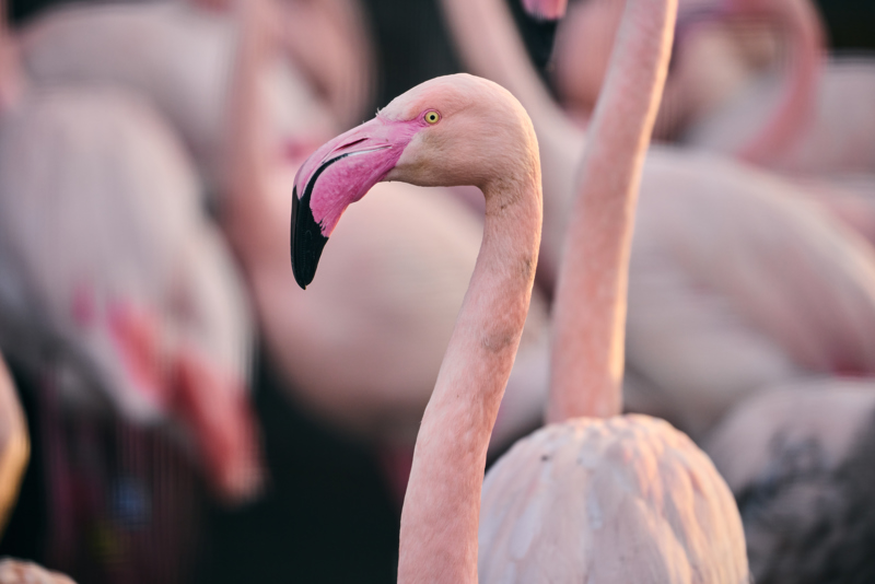 Greater Flamingo 011