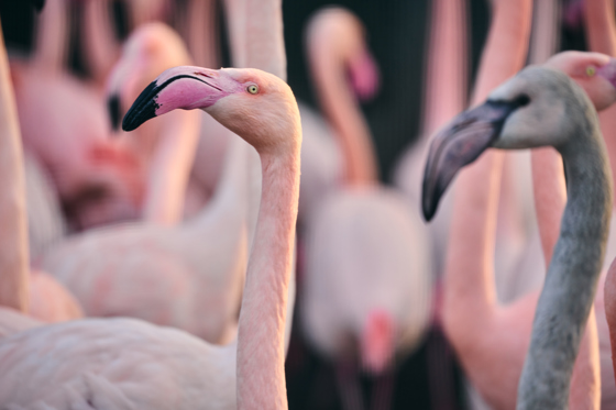 Greater Flamingo 013