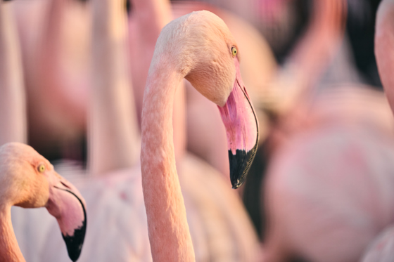 Greater Flamingo 016