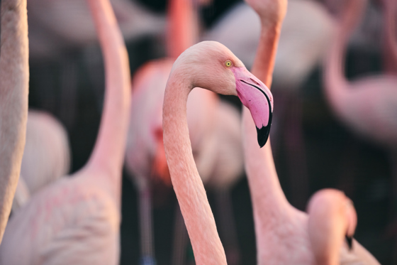 Greater Flamingo 017