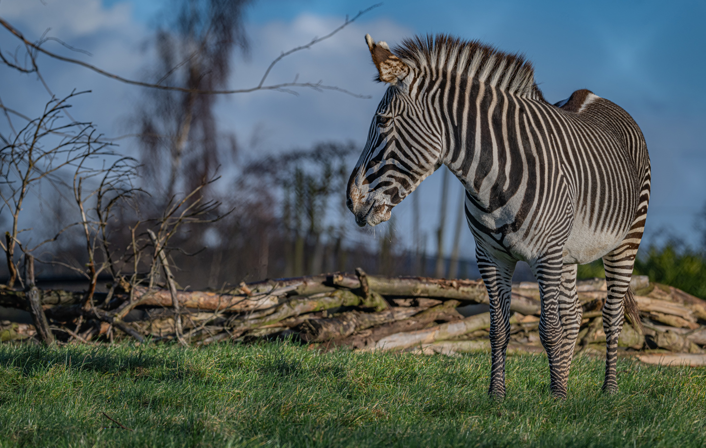 Grevy's Zebra Are The World's Rarest Species Of Zebra And Can Be Found In The Zoo's New Savannah Habitat3