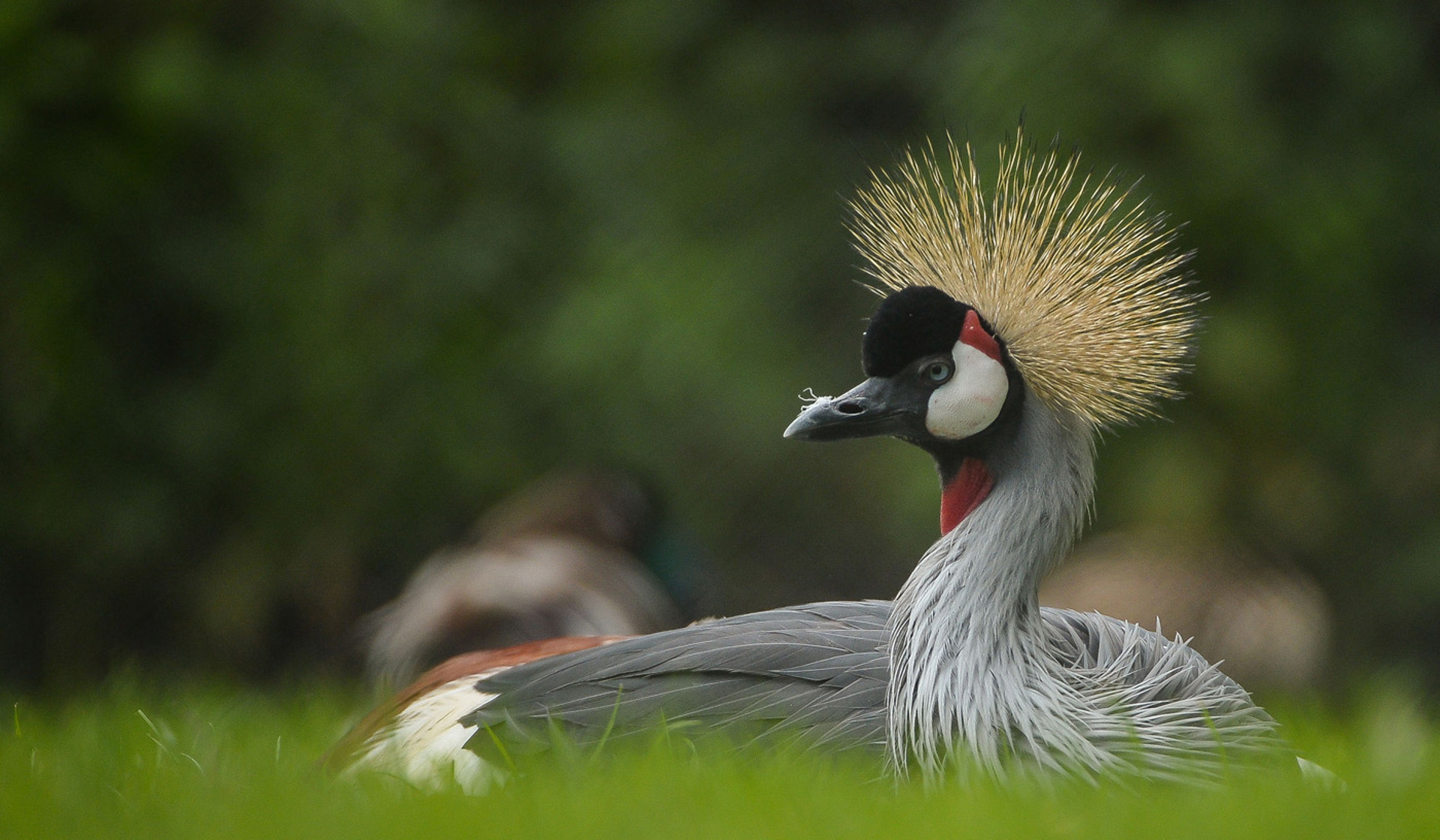Grey crowned crane at Chester Zoo