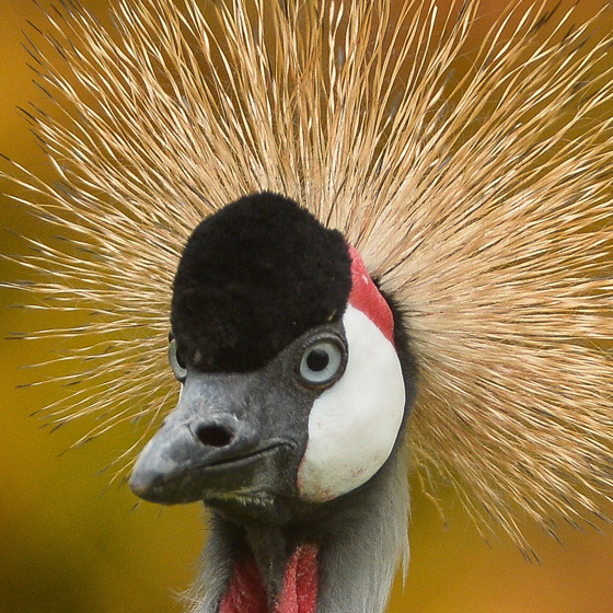 Grey Crowned Crane 2