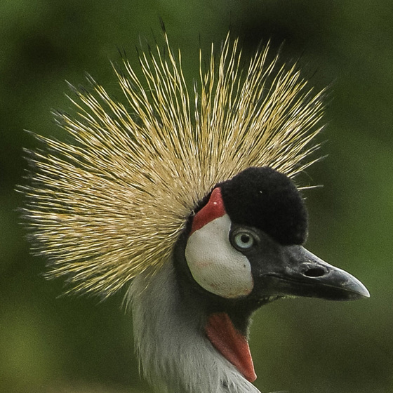 Grey Crowned Crane 3
