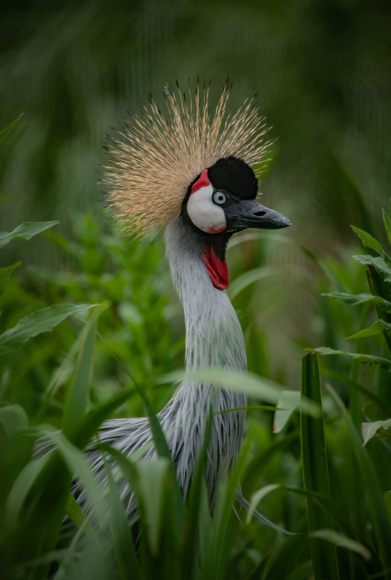 Grey Crowned Crane 4