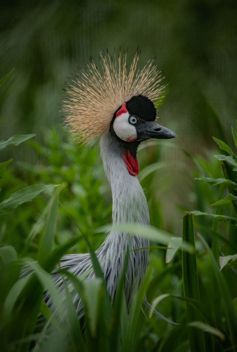Grey crowned crane at Chester Zoo