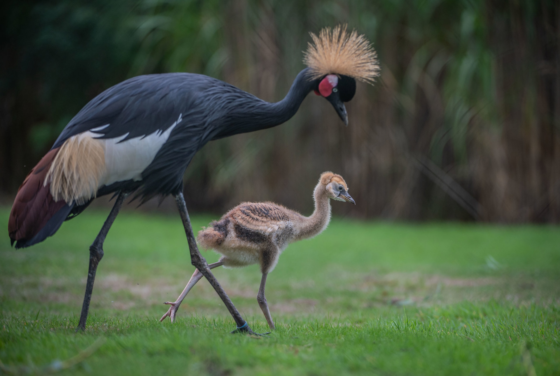 Grey Crowned Crane 5