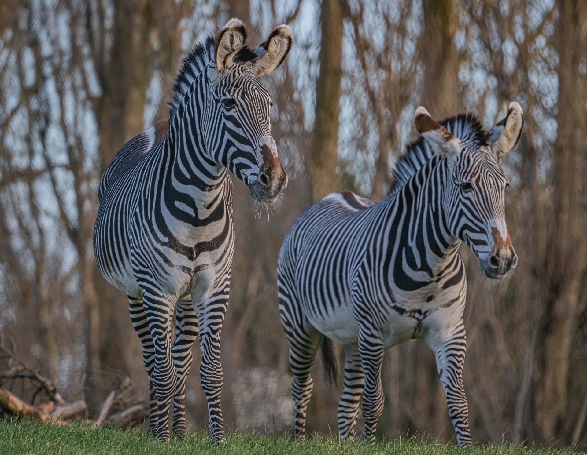 Heart Of Africa Zebra 2