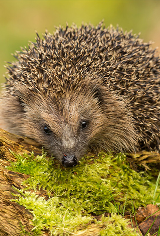 Hedgehog For Halloween Resized