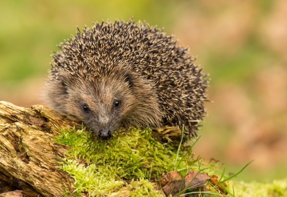 Hedgehog On A Mossy Branch