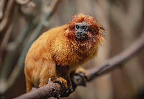 Highly Endangered Golden Lion Tamarins George And Leaf Make Their Debuts At Chester Zoo14