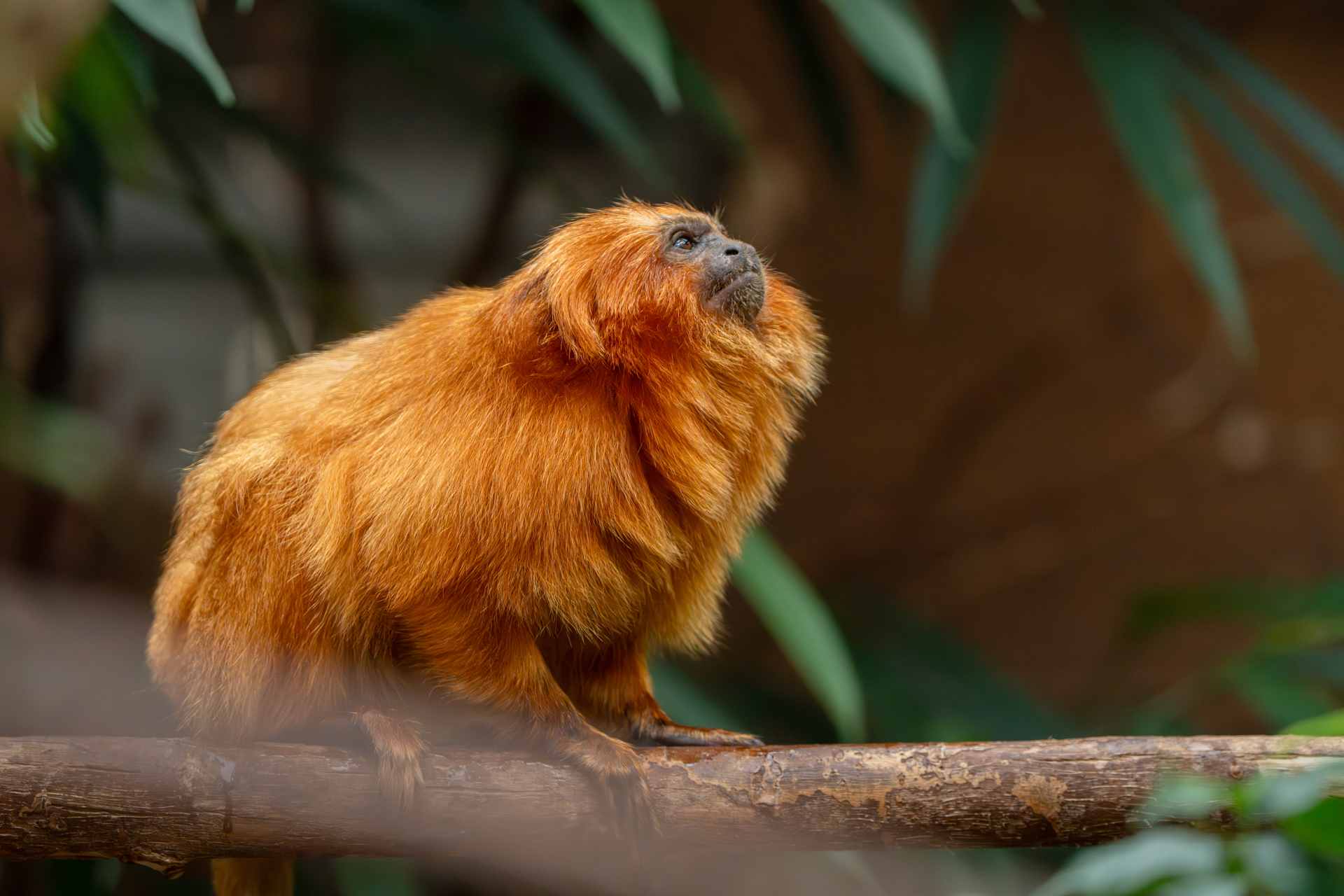 A curious-looking small monkey with bright golden-orange fur. She is looking up and is standing on a branch