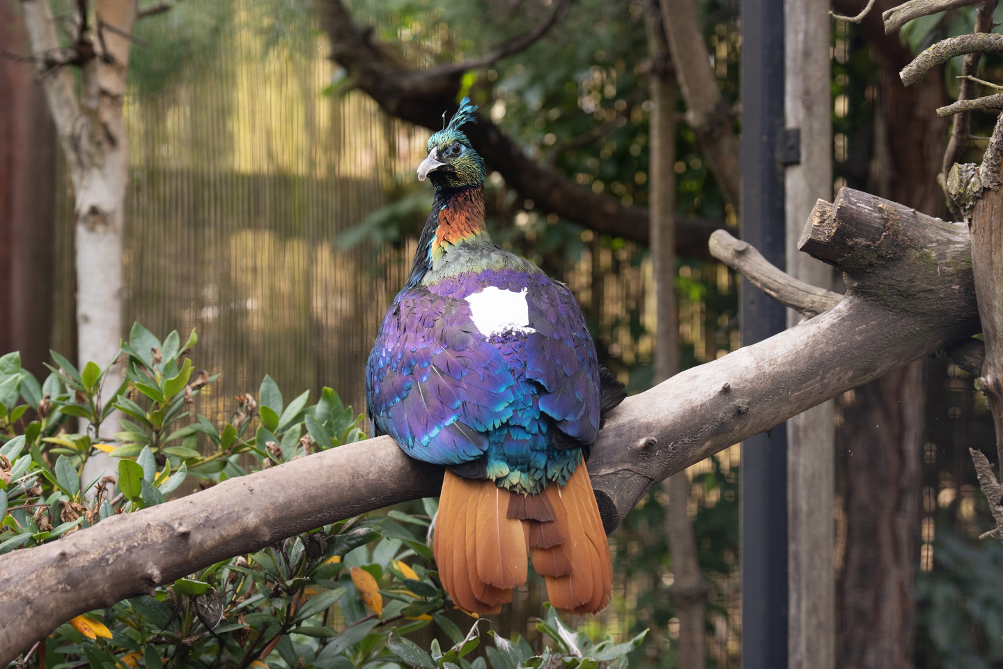 Himalayan Monal 1 Autumn 2024