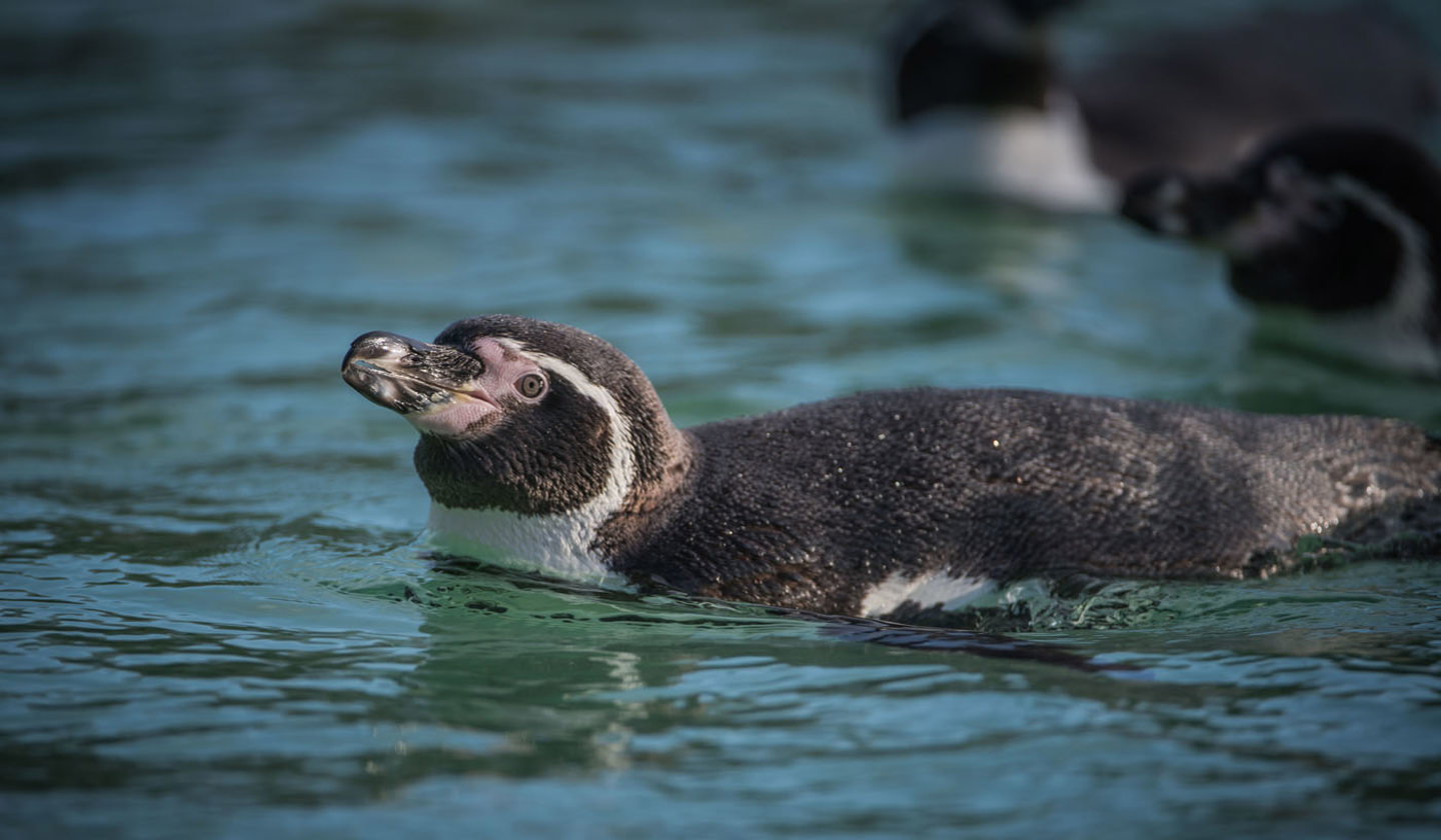 Humboldt penguin swimming at Chester Zoo