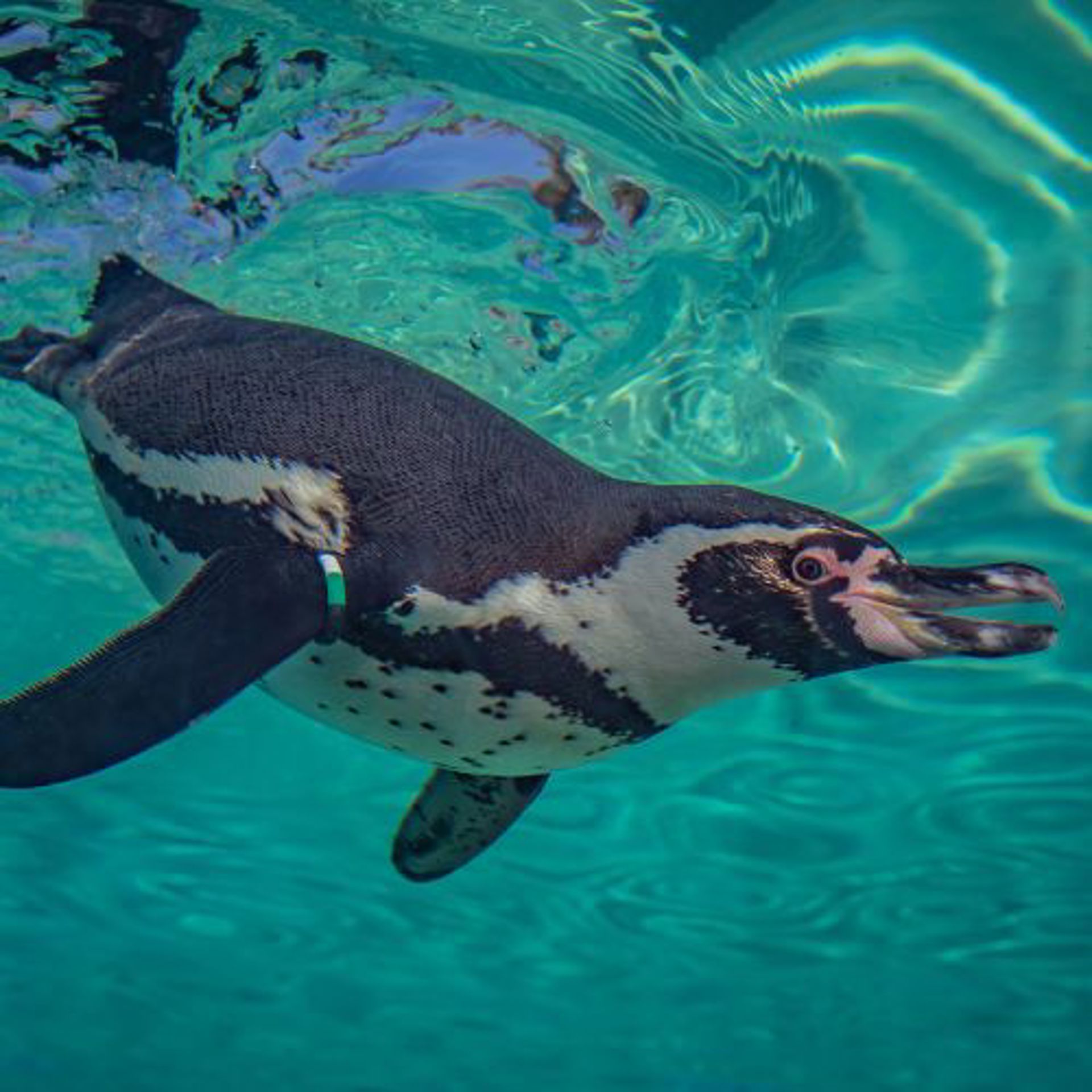 Humboldt Penguin 6