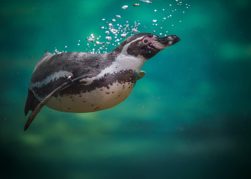 Humboldt Penguins 10 (1)