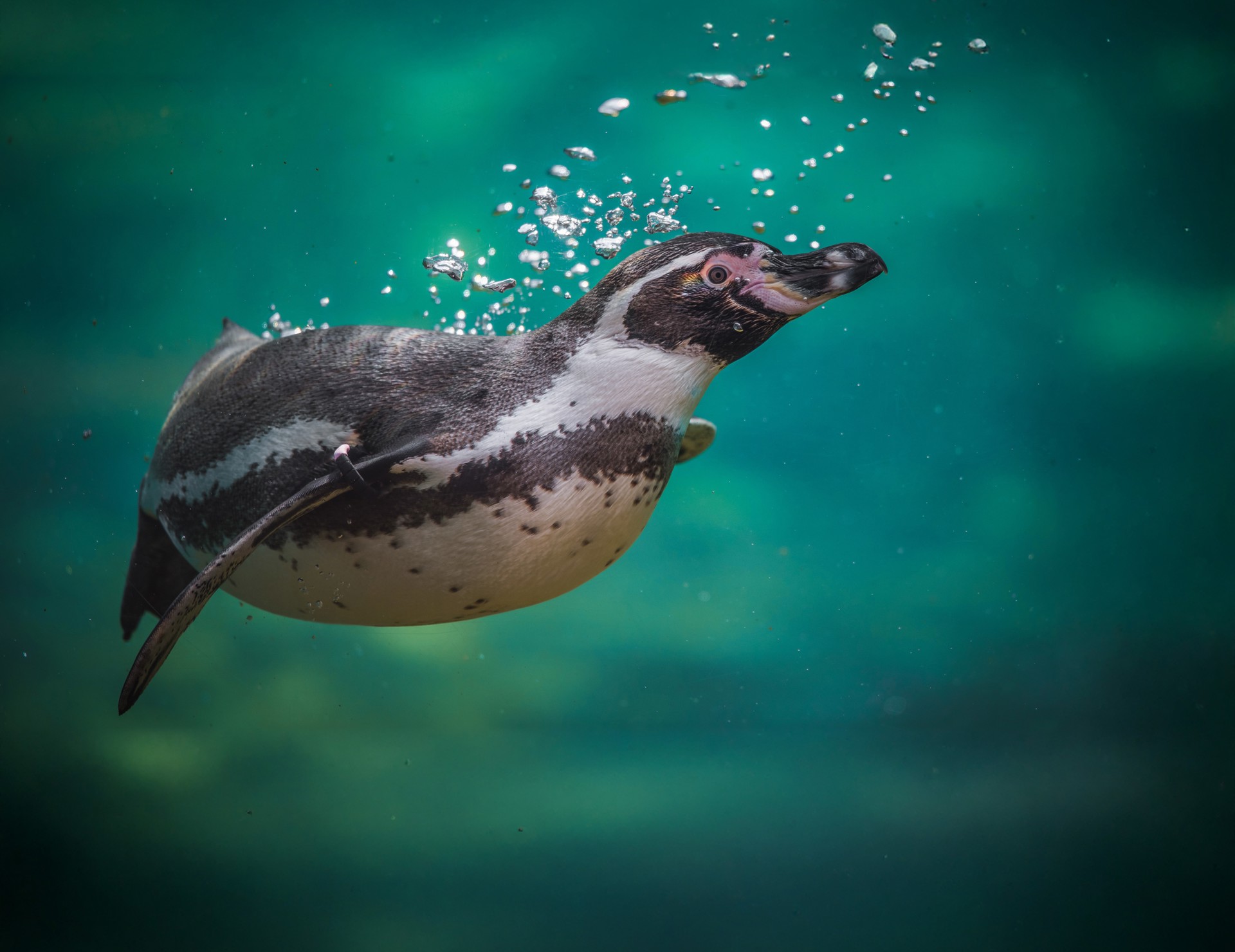 Humboldt Penguins 10