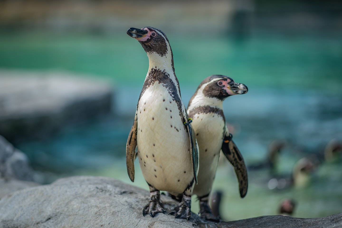 Humboldt penguins at Chester Zoo