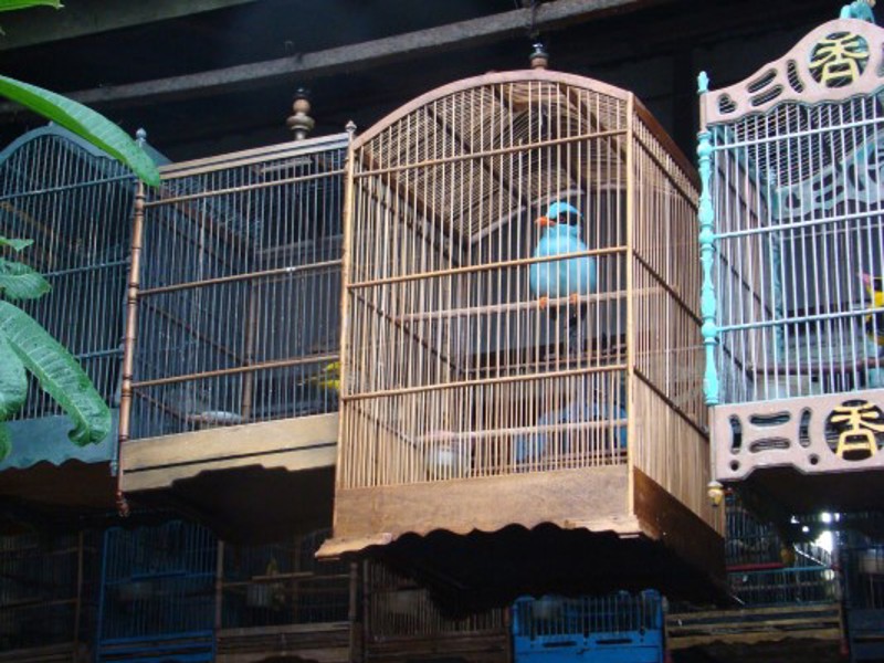 Indonesian Songbirds At A Market