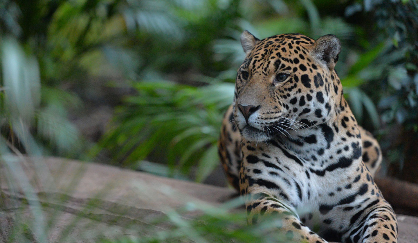 Jaguar At The Zoo 9