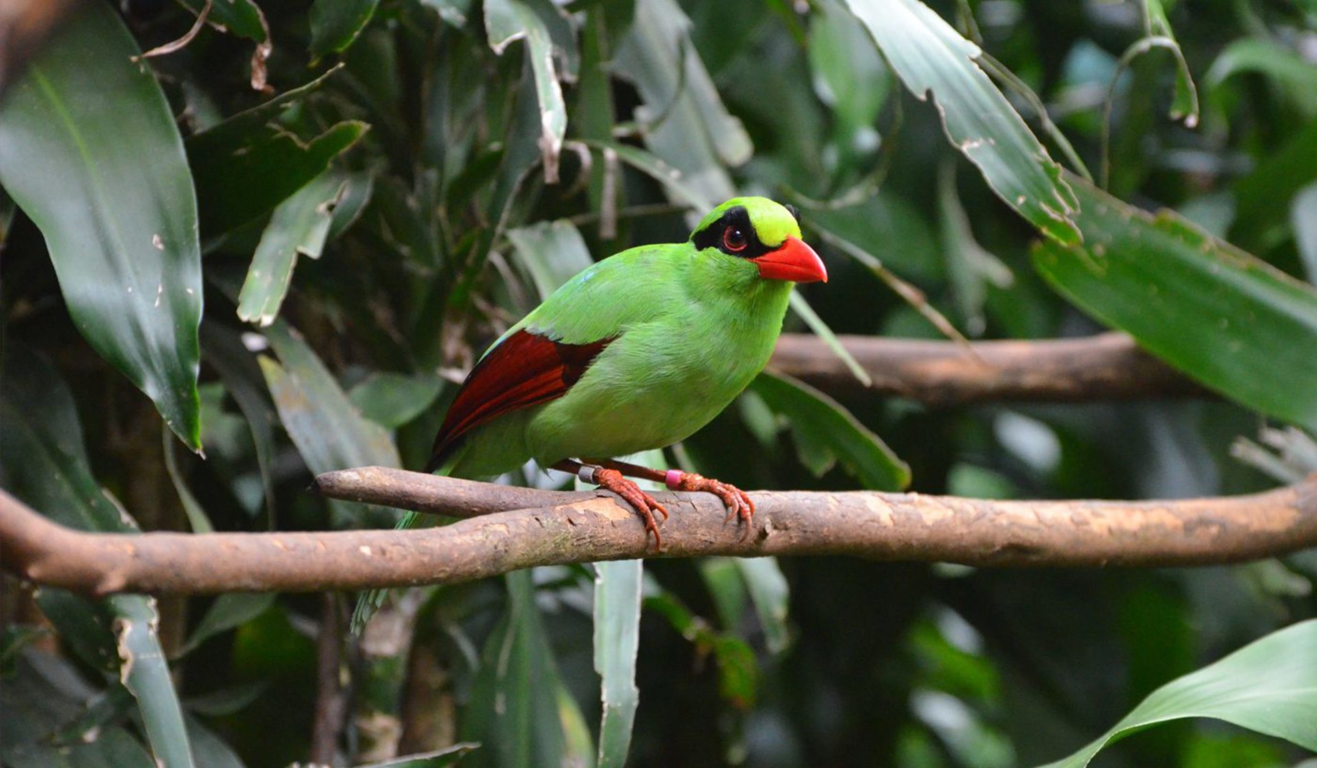 Javan Green Magpie 1400X817