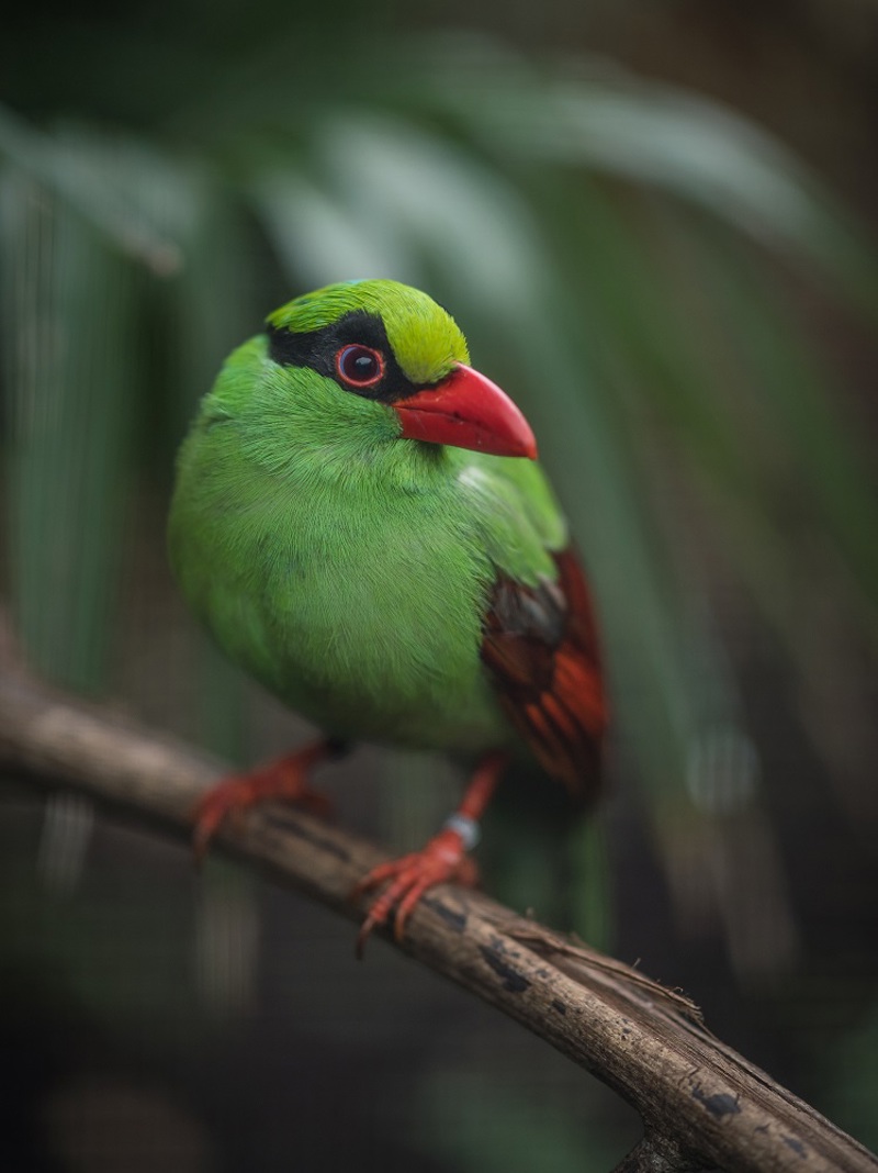 Javan Green Magpie 2