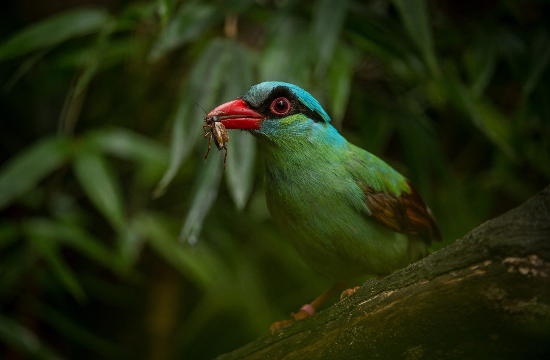 Javan Green Magpie Eating A Bug