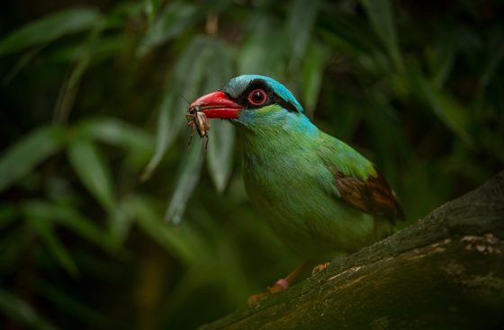 Javan Green Magpie Eating A Bug