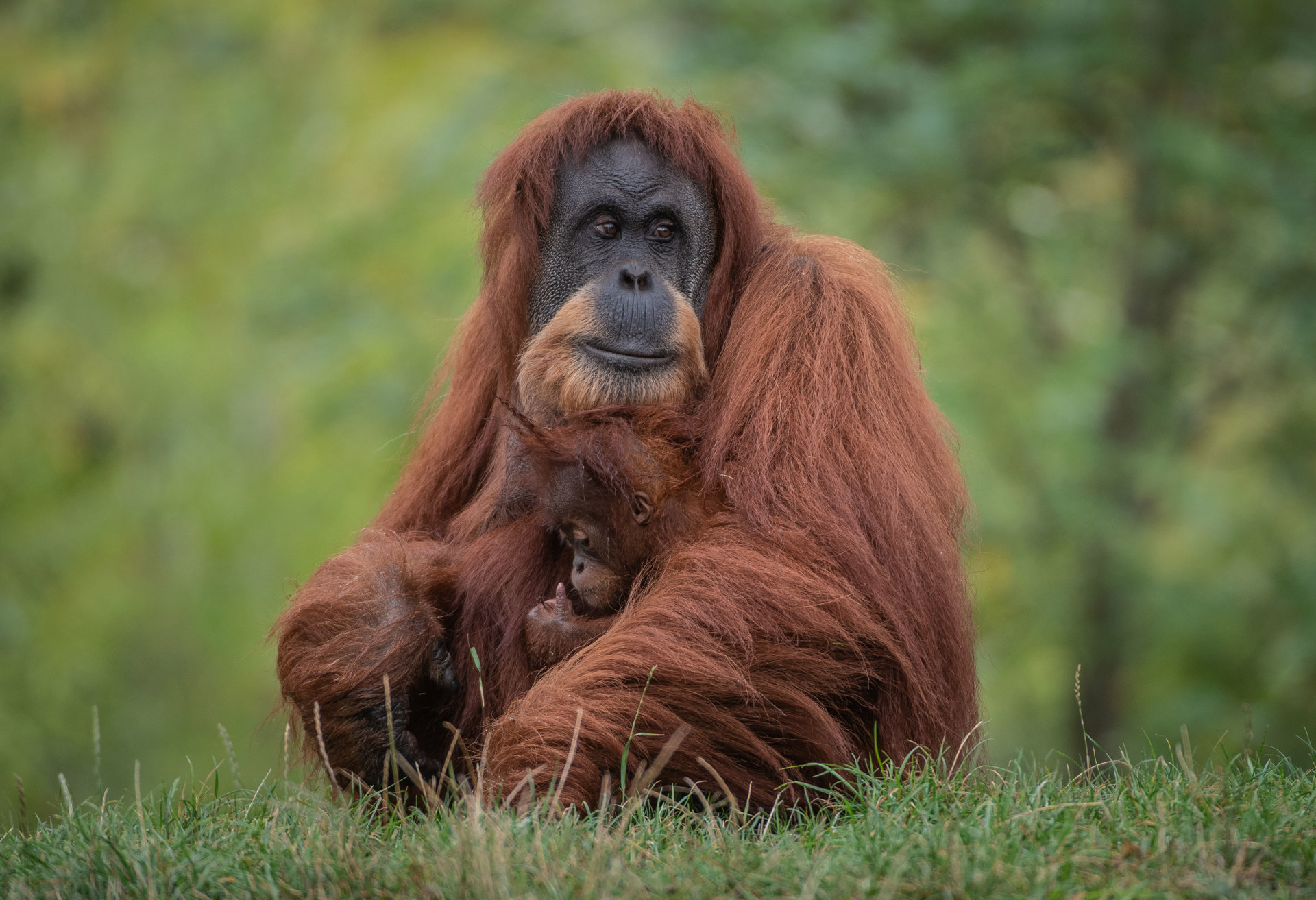 Kesuma The Sumatran Orangutan