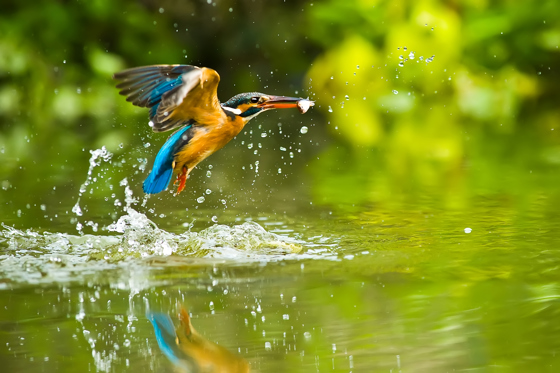 Kingfisher Catching A Fish Out Of The Water