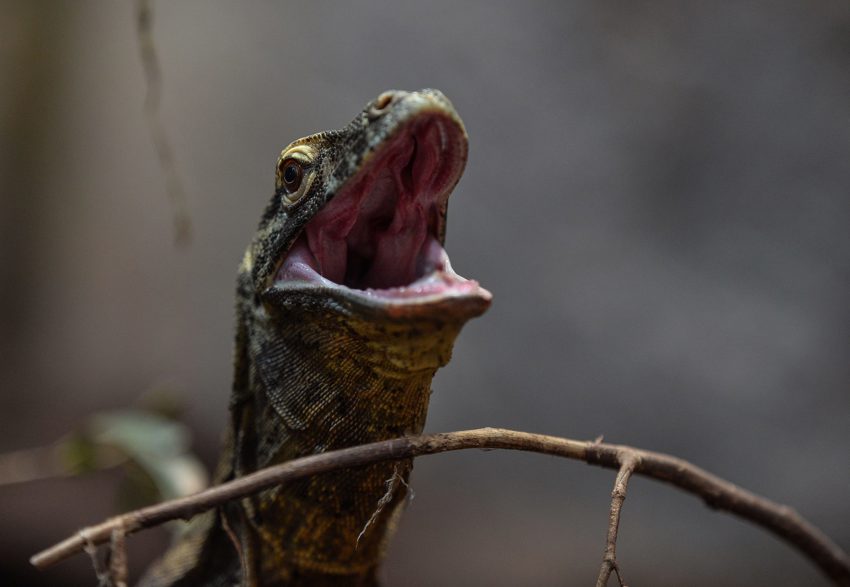 Komodo Dragon Experience