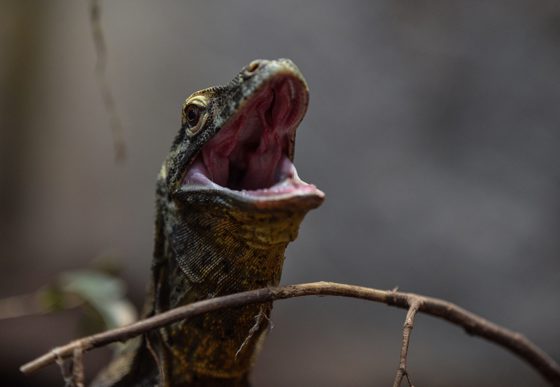 Komodo Dragon Experience