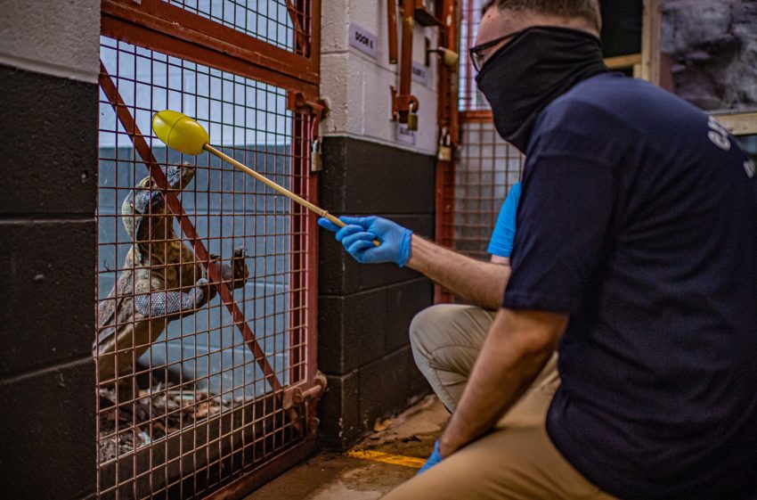 Komodo Experience 30