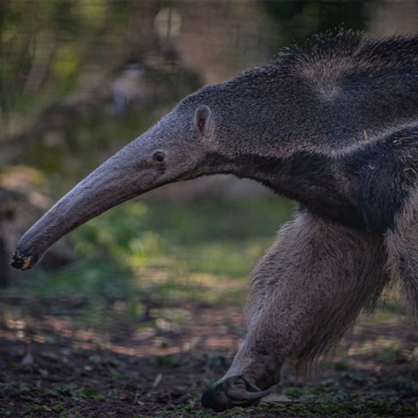 LAE Giant Anteater SQAURE