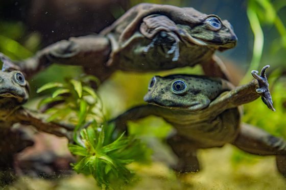 Lake Titicaca Frog 4
