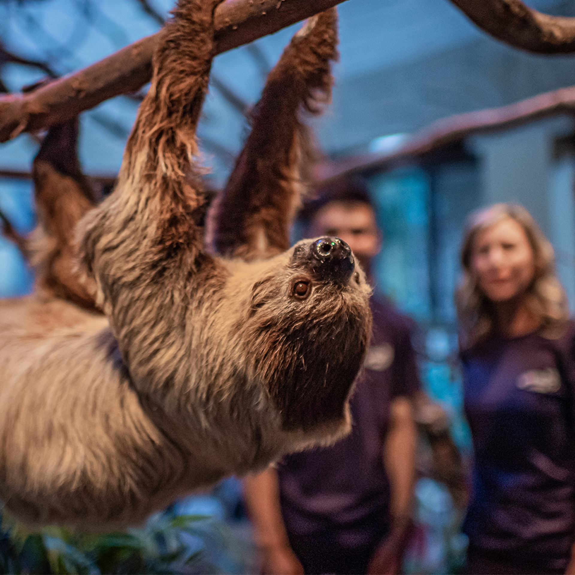 Latin America Experience Sloth 2 Square