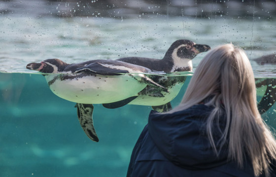 Learning Zoo Visitor Penguin Bird 2016 Desktop Engagement Young School Discovery People At The Zoo